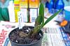 Dendrobium Speciosum backbulbs-imgp0918-jpg