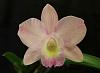 My Orchid Terrarium Progress-pot-dal-emperor-allan-mem-jerome-shultz-bette-jpg