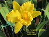 Nice Golden Yellow Cattleyas-img_0006_1_1-jpg