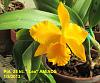 Nice Golden Yellow Cattleyas-img_0022_1_1_1-jpg