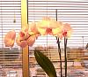Big Leaf Orchids-pink-phal-1-7-13-jpg