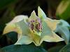 Den. Nora Tokunaga bloom starts - 13 spikes, 48 buds-den-nora-tokunaga-1-jpg
