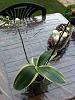Phalaenopsis amabilis variegata-imageuploadedbytapatalk1357997735-269515-jpg