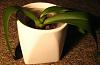 What should I do with this Phal orchid?-orchid-pot-jpg