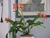 Time to Repot question for Cattleya-jane06-1-27-2006-2-47-36-pm-jpg