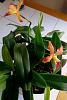 Time to Repot question for Cattleya-jane-leaves-1-16-2013-1-55-36-pm-1-16-2013-1-55-36-pm-jpg