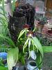 Rio Dulce Morning Coffee Stroll-black-orchid-sdc12555-jpg