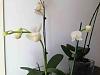 Phalaenopsis amabilis variegata-imageuploadedbytapatalk1359311815-357334-jpg