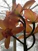 Is this color break?-orchids-001-jpg