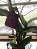 Is this color break?-orchids-002-jpg