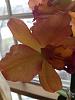 Is this color break?-orchids-011-jpg
