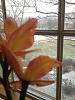 Is this color break?-orchids-012-jpg