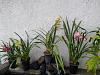 My orchid pond.-uploadfromtaptalk1359418961214-jpg