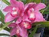 My orchid pond.-uploadfromtaptalk1359418990641-jpg