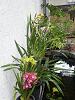 My orchid pond.-uploadfromtaptalk1359419023513-jpg