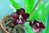 Mystery Catasetum-orchids-001-jpg