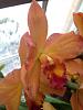 Orchid with color break tested positive for CymMV &amp; ORSV-orchids-020-jpg
