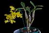 Den. harveyanum is blooming-_dsc0905_2013-02-02_671-jpg