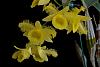Den. harveyanum is blooming-13-02-02_201944_stacked-jpg