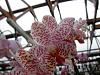 More pics from Hilltop Orchids-hilltop-3-023-jpg