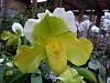 More pics from Hilltop Orchids in vendors section-hilltop-3-012-jpg