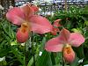 More pics from Hilltop Orchids in vendors section-hilltop-3-011-jpg