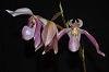 Paph. Doctor Toot-paph-doctor-toot-1-jpg