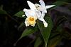 Beautiful but only for one day-sobralia-powellii-jpg