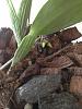 Please help with my Cattleya, don't know why leaf is drooping at pseudobulb-006-jpg