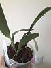 Please help with my Cattleya, don't know why leaf is drooping at pseudobulb-007-jpg