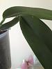 Please help with my Cattleya, don't know why leaf is drooping at pseudobulb-008-jpg