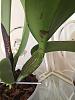 Please help with my Cattleya, don't know why leaf is drooping at pseudobulb-009-jpg