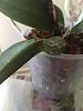 Please help with my Cattleya, don't know why leaf is drooping at pseudobulb-010-jpg