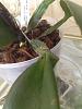 Please help with my Cattleya, don't know why leaf is drooping at pseudobulb-011-jpg