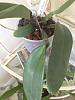 Please help with my Cattleya, don't know why leaf is drooping at pseudobulb-012-jpg