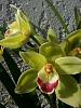 My orchid pond.-uploadfromtaptalk1360227922752-jpg
