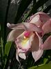 My orchid pond.-uploadfromtaptalk1360227938363-jpg