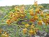 Encyclia altissima in the Turks &amp; Caicos Islands-dscn1758-jpg
