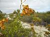 Encyclia altissima in the Turks &amp; Caicos Islands-dscn1767-jpg