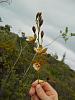 Encyclia altissima in the Turks &amp; Caicos Islands-dscn1783-jpg