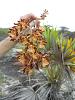 Encyclia altissima in the Turks &amp; Caicos Islands-dscn1789-jpg