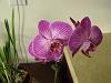 Some  Phal's in Bloom-orchids-039-jpg
