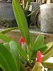 Please help with my Cattleya, don't know why leaf is drooping at pseudobulb-photo-2-jpg