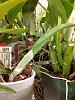 Please help with my Cattleya, don't know why leaf is drooping at pseudobulb-photo-3-jpg