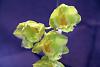 Clowesetum Jumbo York-orchids-019-jpg