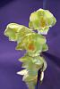 Clowesetum Jumbo York-orchids-016-jpg