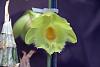 Clowesetum Jumbo York-orchids-018-jpg