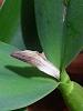 Cattleya (Guarianthe) aurantiaca &amp; quadricolor. Spathe &amp; flowers in 2 times?-aurantiaca-jpg