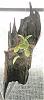 'Christmas' driftwood mount-125mounts07-024stg-jpg