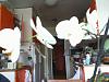 White Phaleonopsis-white-phaleonopsis-colours-february-jpg